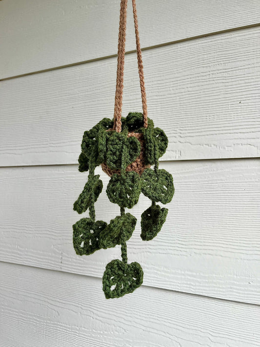 Monstera Hanging Plant