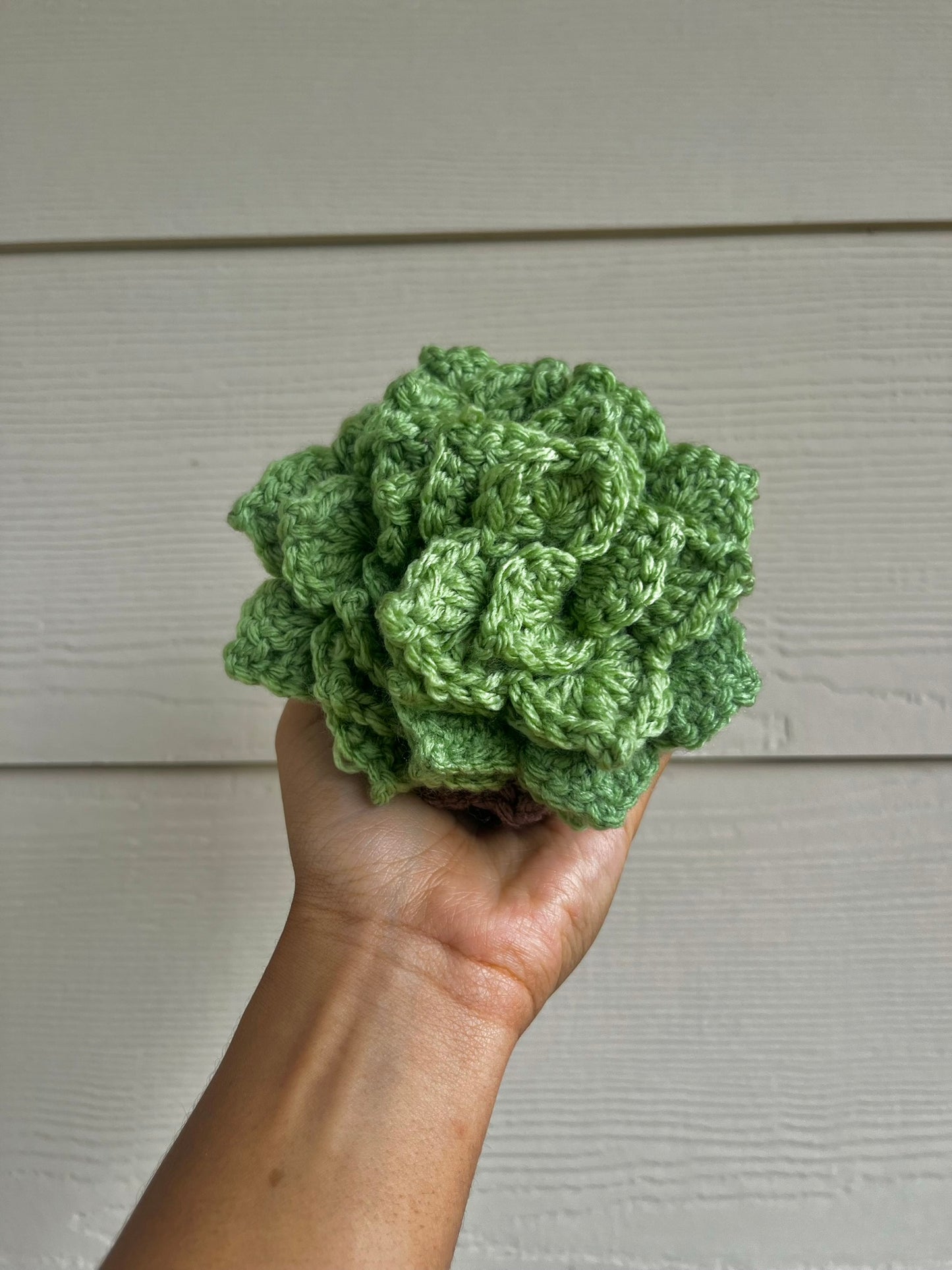 Succulent Plant Coaster